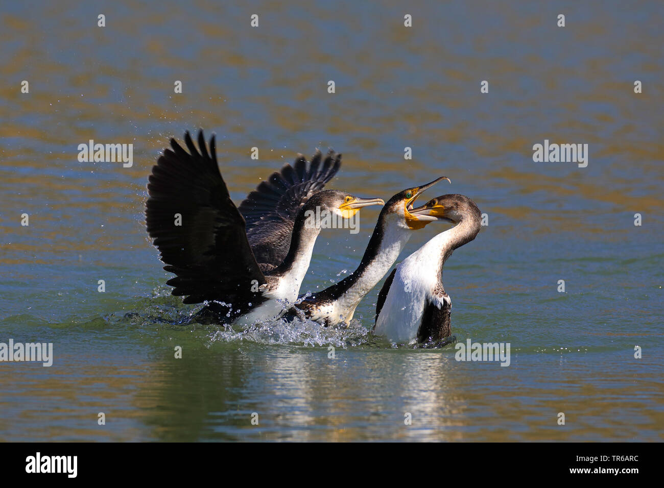 Gruppe auf dem Wasser streiten für ein Fisch, Südafrika, North West Provinz, Pilanesberg National Park Stockfoto