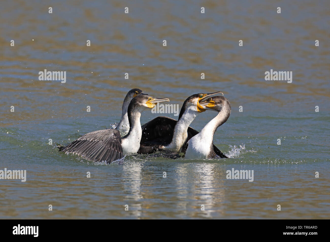 Gruppe auf dem Wasser streiten für ein Fisch, Südafrika, North West Provinz, Pilanesberg National Park Stockfoto