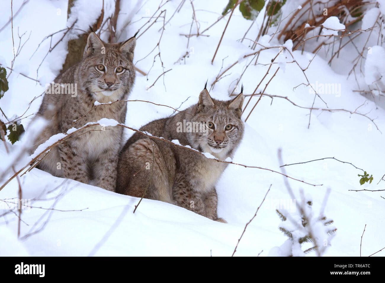 Eurasischen Luchs (Lynx lynx), Weibliche mit Jugendlicher im Schnee, Deutschland Stockfoto