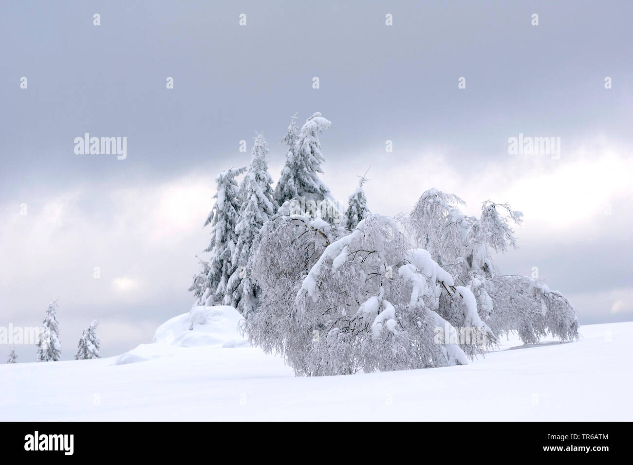 Winterlandscape in Sauerland, Deutschland, Nordrhein-Westfalen, Sauerland Stockfoto