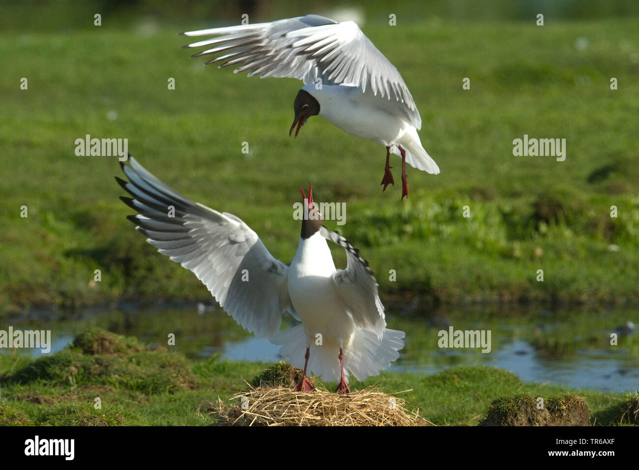 Lachmöwe (Larus ridibundus, Chroicocephalus ridibundus) Ansatz zur Paarung auf dem Nest, Niederlande, Texel Stockfoto