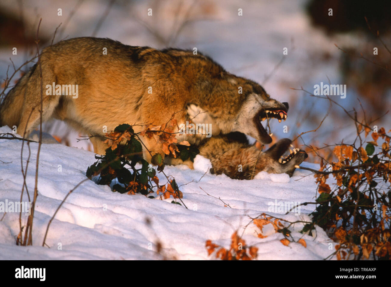 Europäische grauer Wolf (Canis lupus Lupus), ranking Kampf im Schnee, Seitenansicht, Deutschland, Bayern Stockfoto