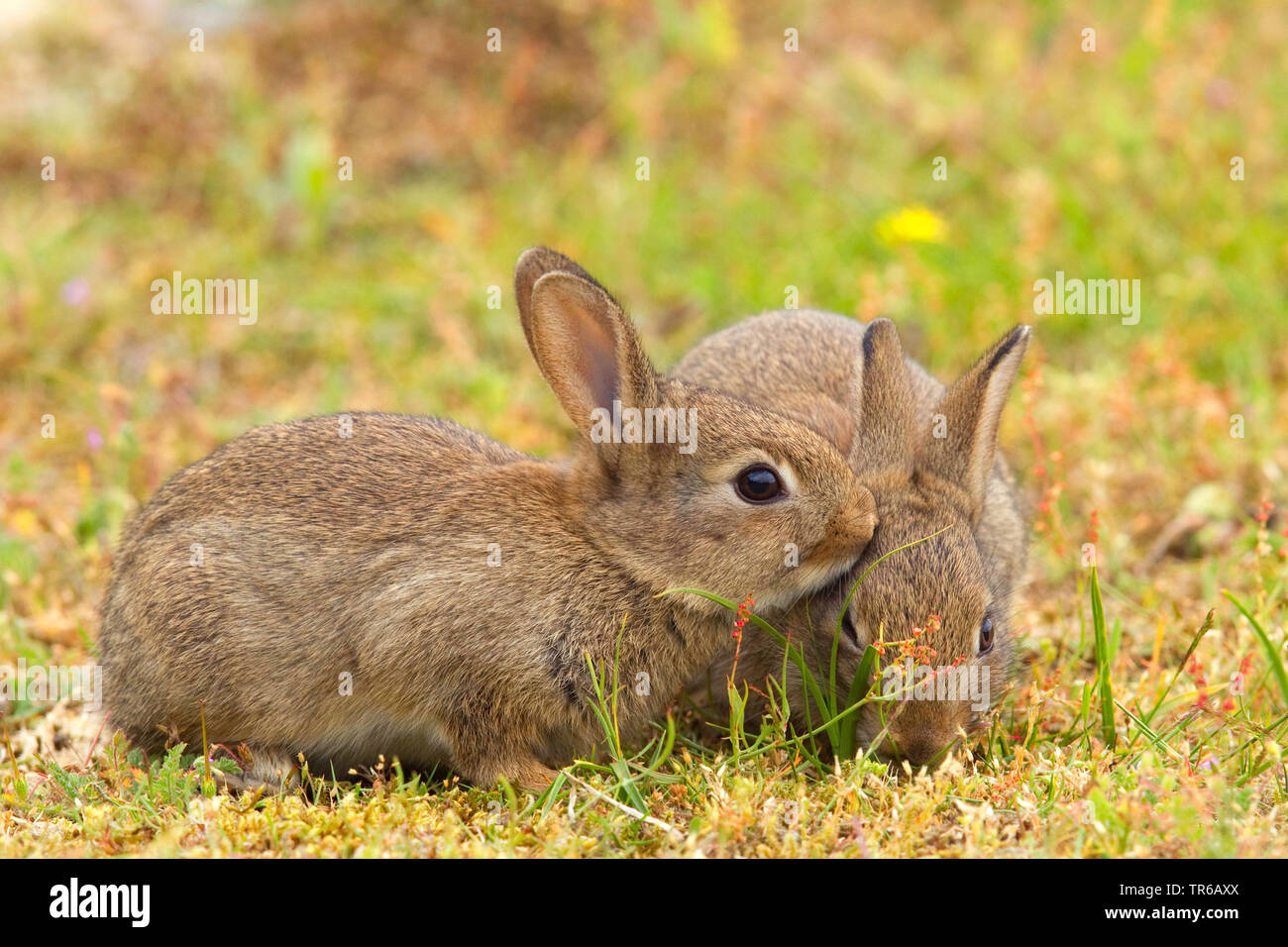 Europäische Kaninchen (Oryctolagus cuniculus), zwei junge Tiere sitzen zusammen auf einer Wiese, Deutschland, Niedersachsen, Norderney Stockfoto