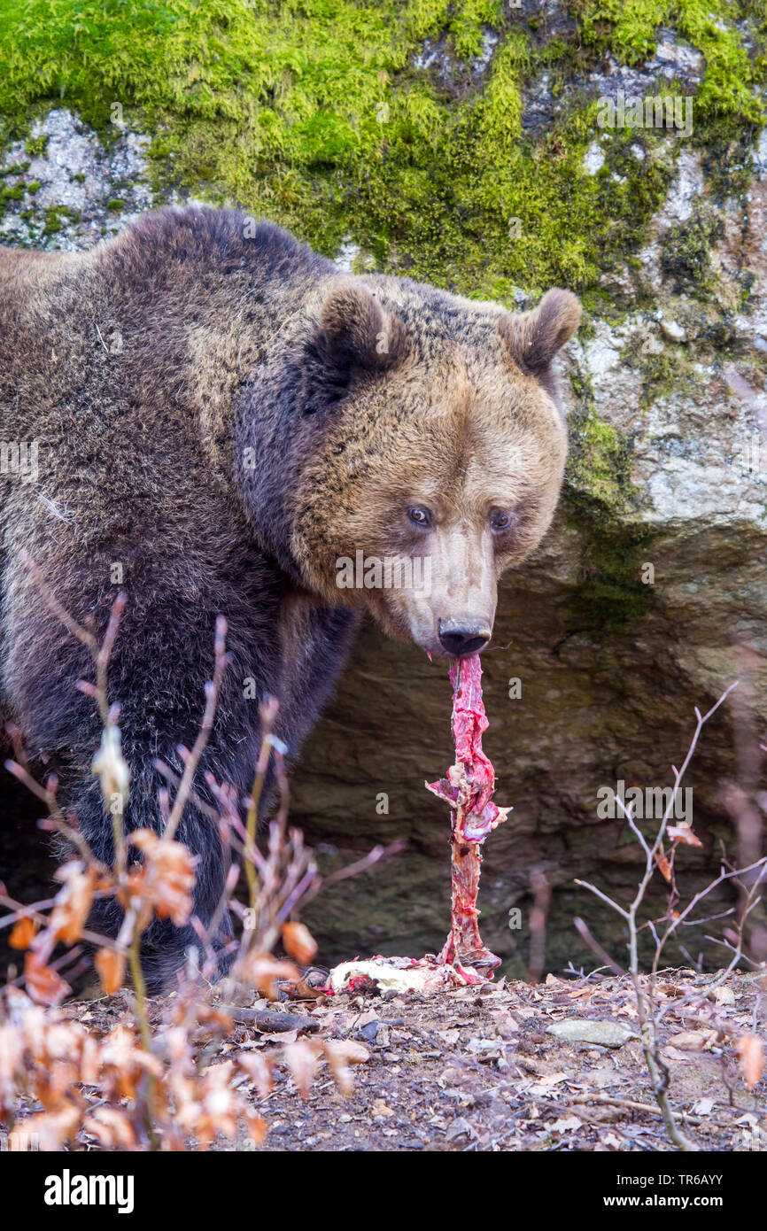 Europäische Braunbär (Ursus arctos arctos), Fütterung mit rohem Fleisch, Deutschland, Bayern, Nationalpark Bayerischer Wald Stockfoto