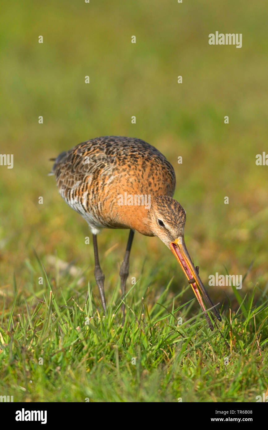 Uferschnepfe (Limosa limosa), mit Beute im Schnabel, Deutschland, Nordrhein-Westfalen Stockfoto