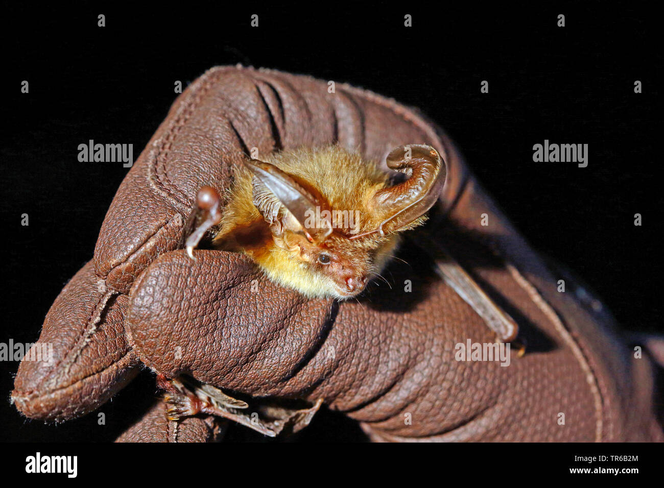 Braunes Langohr, gemeinsame Langohr (Plecotus auritus), ist in der Hand für Untersuchung, Ansicht von vorne gehalten, Deutschland Stockfoto