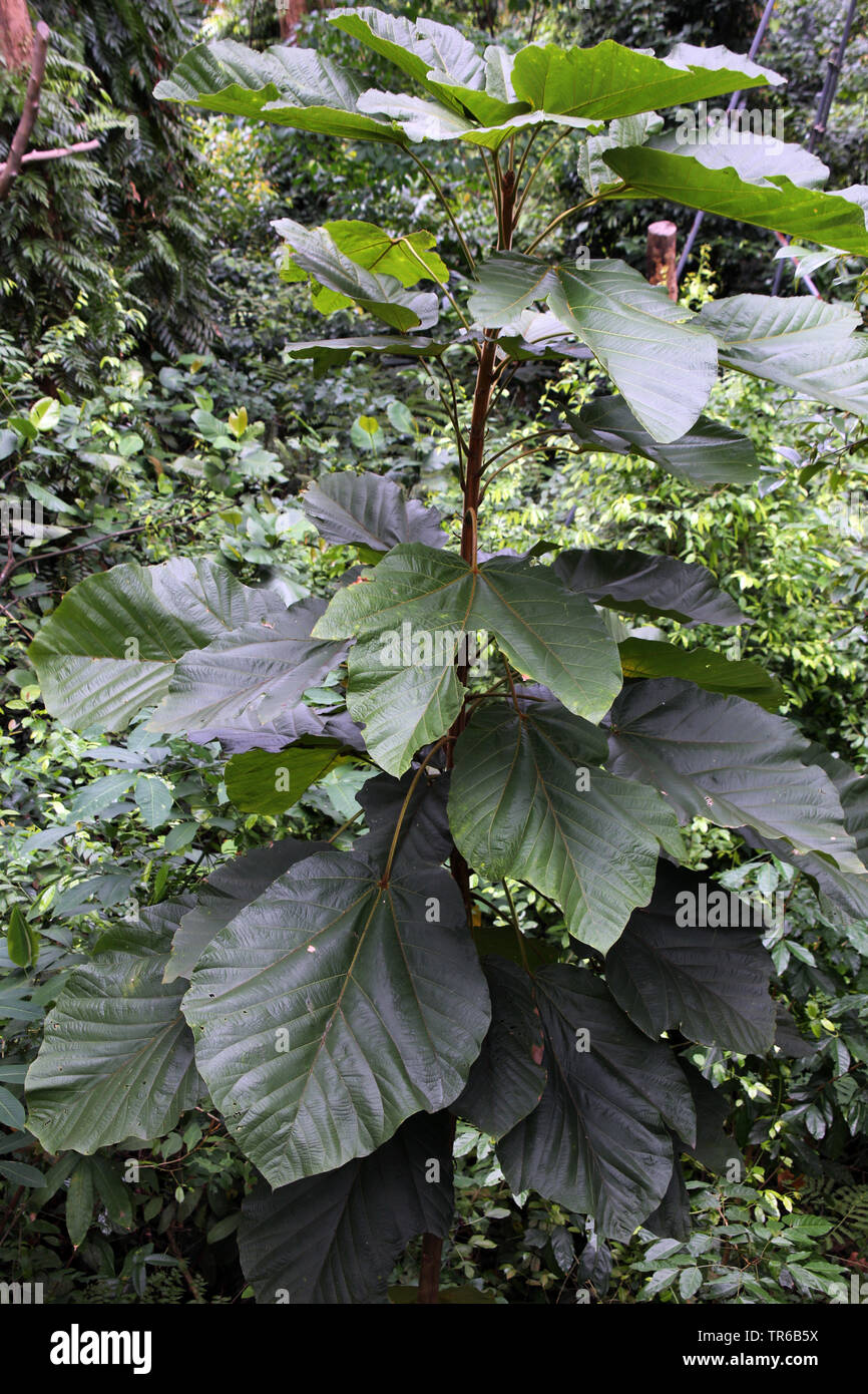 Sterculia (Sterculia macrophylla), junger Baum, Singapur Stockfoto