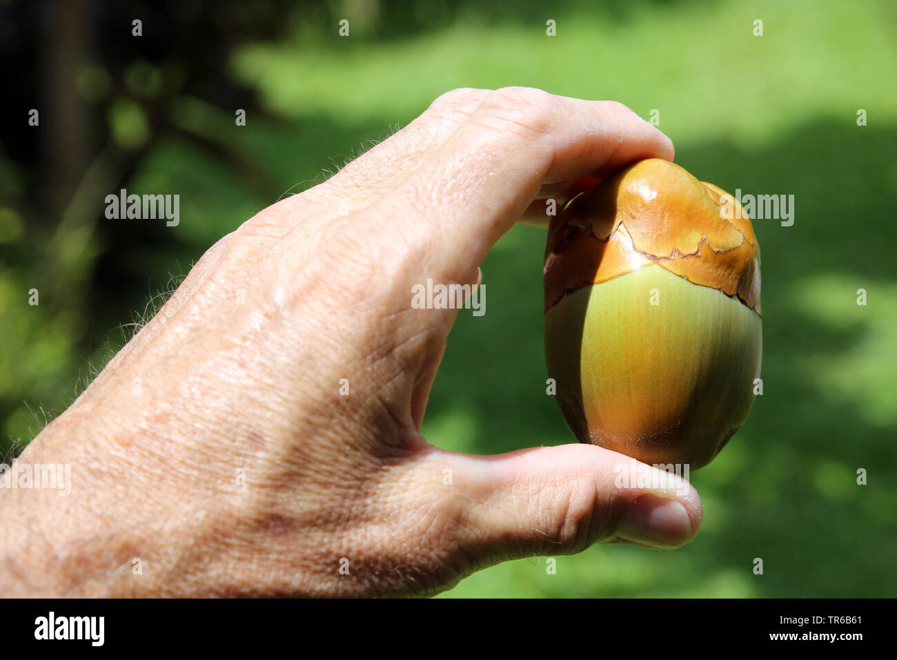 Kokosnuss (Cocos nucifera), kleine Kokosnuss Frucht in einem frühen Stadium der Entwicklung in der Hand, den Philippinen, Southern Leyte, Panaon Island, Pintuyan Stockfoto