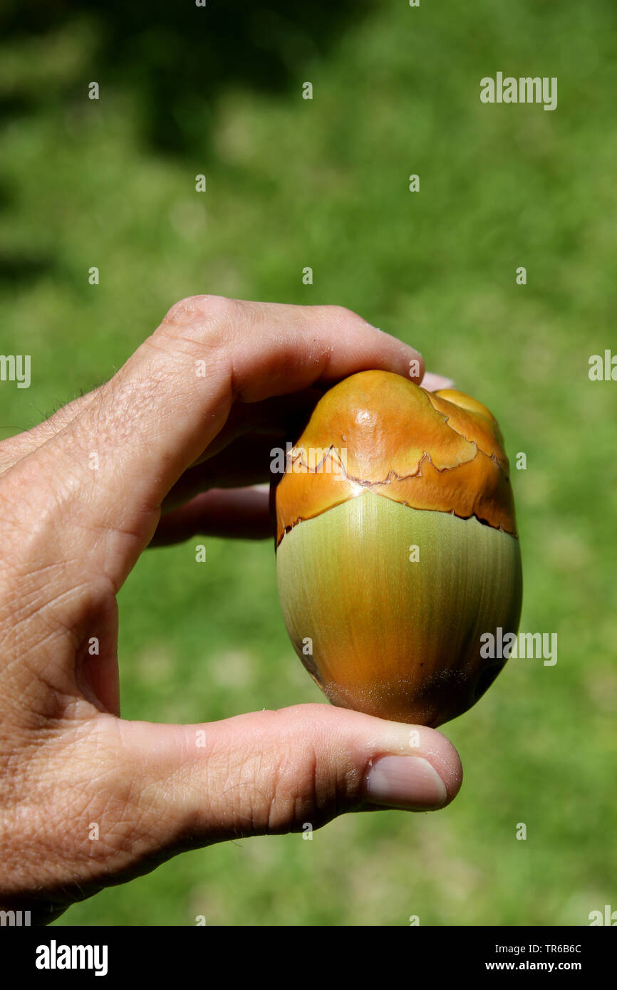 Kokosnuss (Cocos nucifera), kleine Kokosnuss Frucht in einem frühen Stadium der Entwicklung in der Hand, den Philippinen, Southern Leyte, Panaon Island, Pintuyan Stockfoto