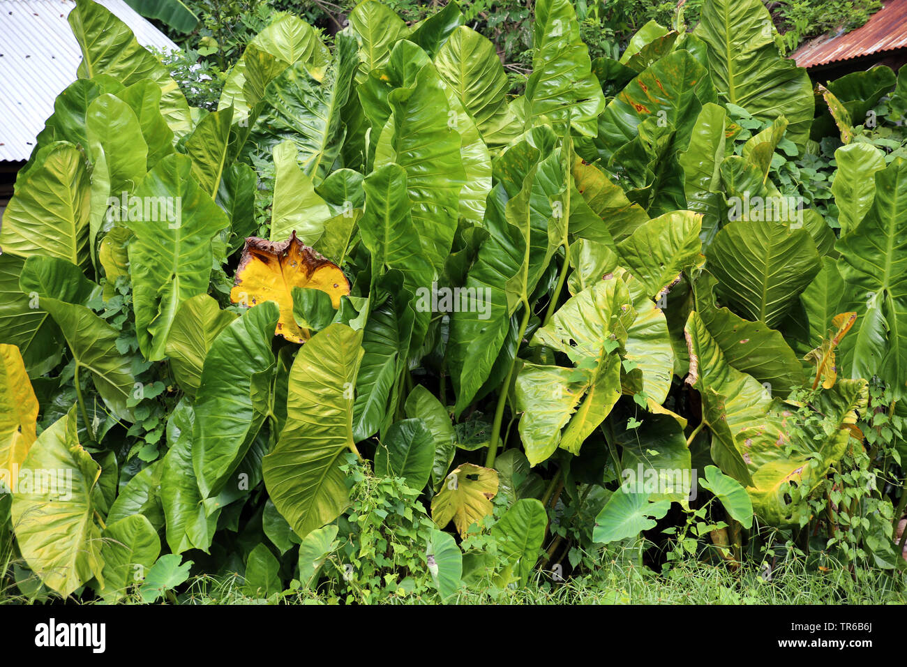 Riesige Taro, riesige alocasia (Alocasia macrorrhizos), Blätter, Philippinen Stockfoto