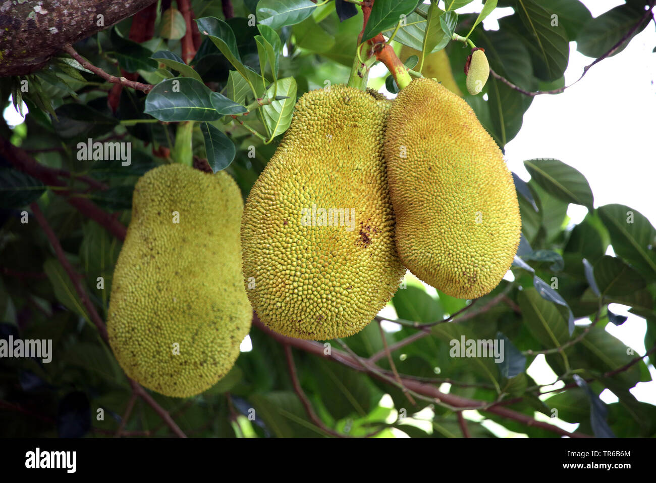 Jack-Obst (artocarpus Heterophyllus), Früchte an einem Baum, auf den Philippinen, Southern Leyte Stockfoto