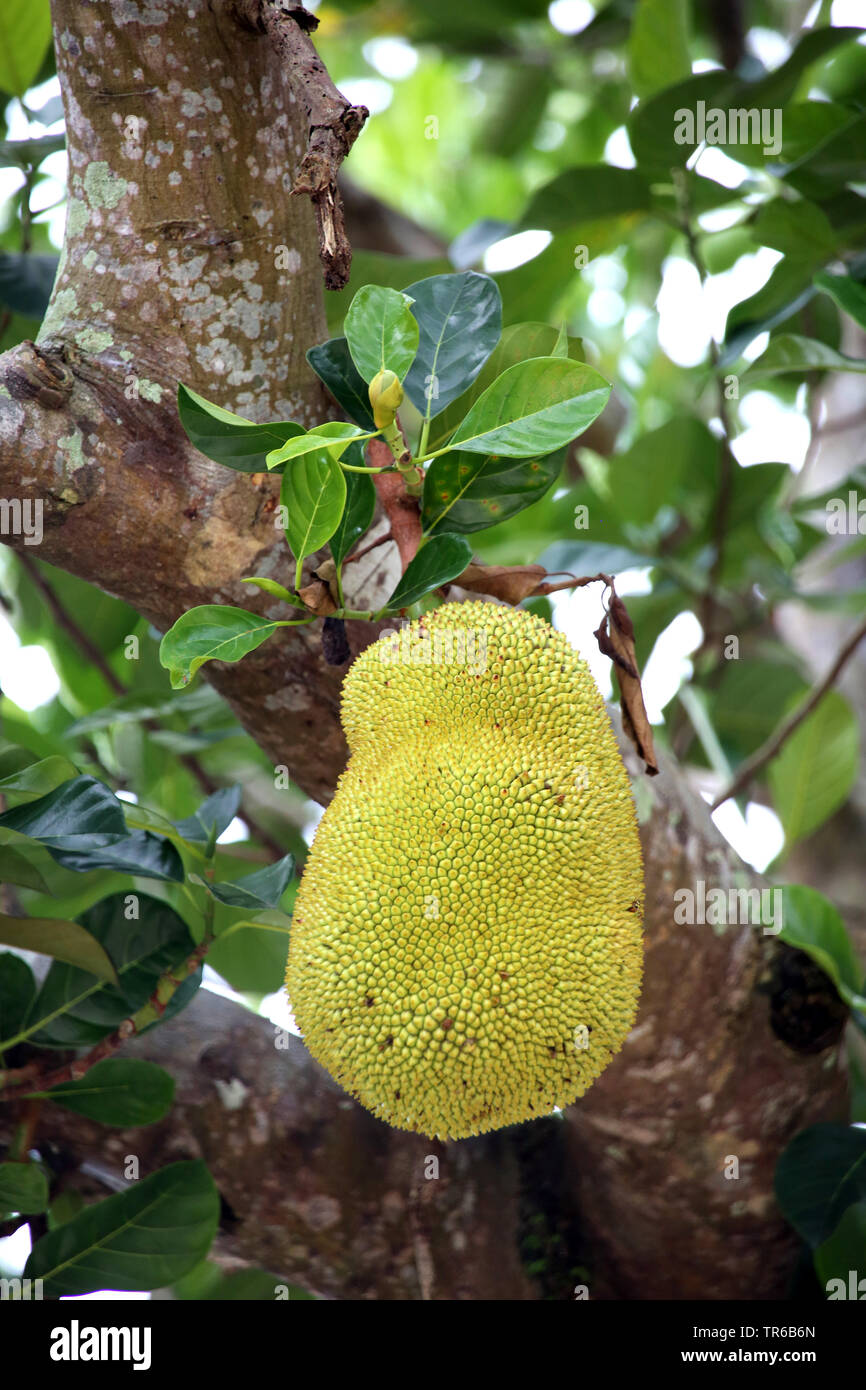Jack-Obst (artocarpus Heterophyllus), Früchte auf einem Baum, Philippinen Stockfoto