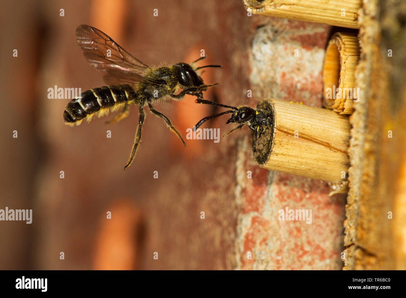 Scissor Biene (Osmia florisonmis, Chelostoma florisomne), überraschend in seinem Nest ein Sapygidae, Deutschland, Baden-Württemberg Stockfoto