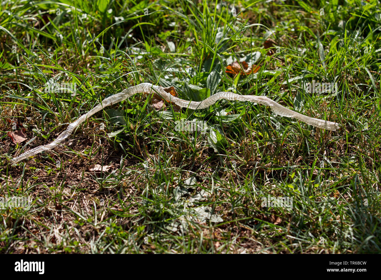 Ringelnatter (Natrix natrix), Haut einer ringelnatter in einer Wiese, Deutschland, Baden-Württemberg Stockfoto