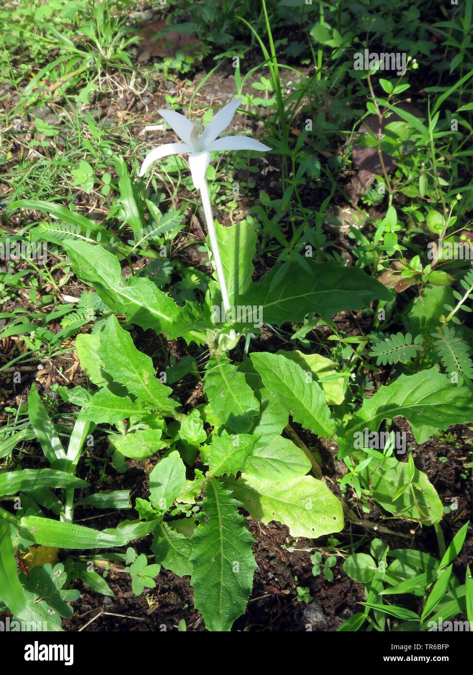 Laurentia, Star of Bethlehem (Laurentia Longiflora, Isotoma Longiflora, Hippobroma Longiflora), blühen Stockfoto