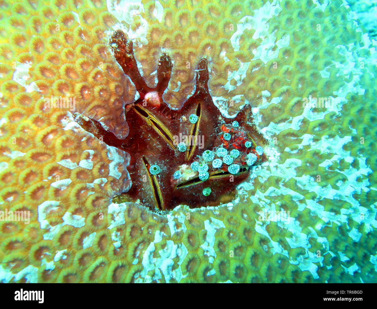 Philippinische Pferd Miesmuschel (Modiolus philippinarum), eingewachsene Philippinische Pferd Miesmuscheln in einer steinigen Coral, Philippinen, Southern Leyte, Panaon Island, Pintuyan Stockfoto