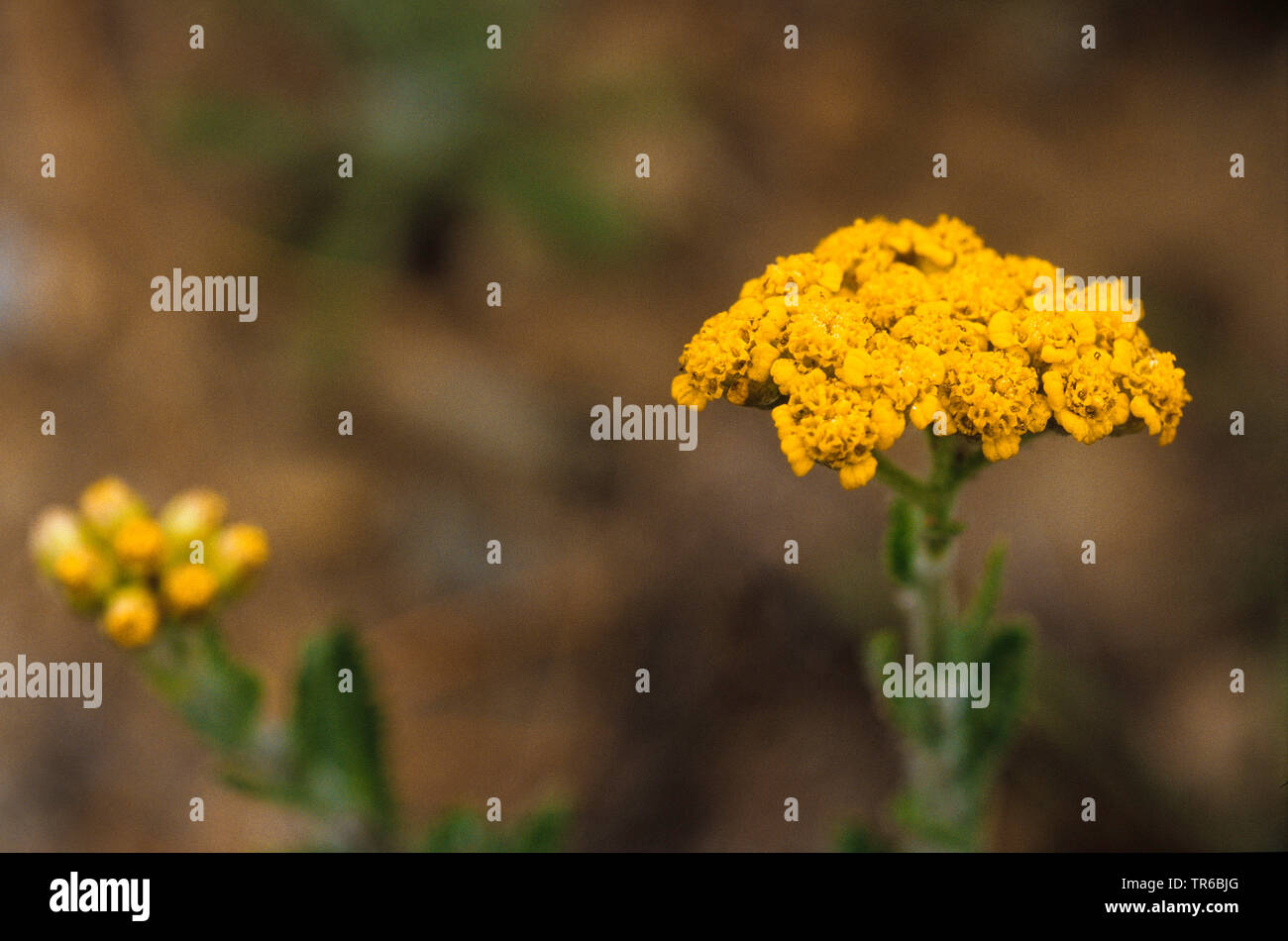 Ganz Schafgarbe (Achillea tomentosa), blühende, Italien, Südtirol, Dolomiten Stockfoto