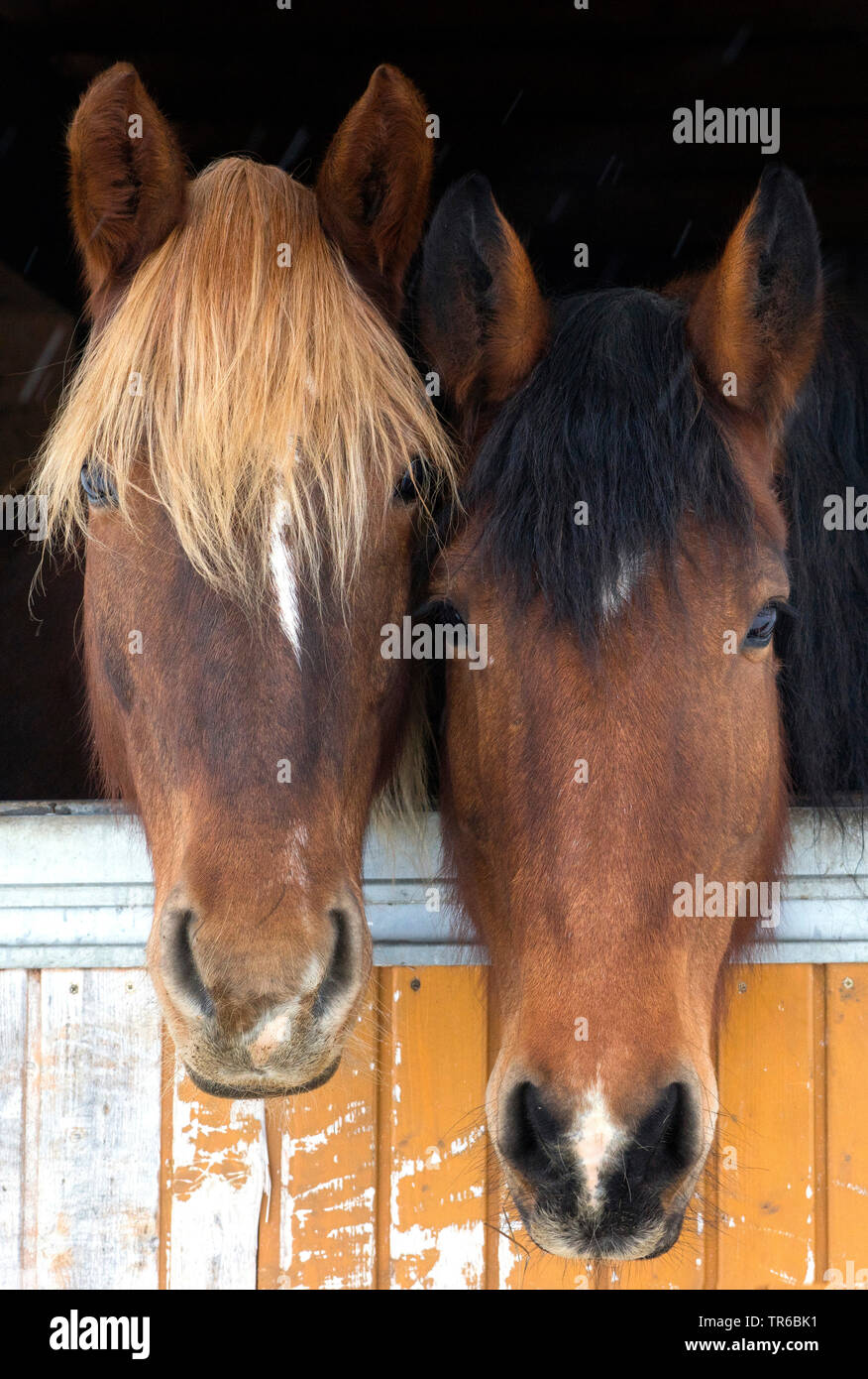 Inländische Pferd (Equus przewalskii f. caballus), zwei Pferde peering von einem stabilen, Deutschland, Bayern, Oberbayern, Oberbayern Stockfoto
