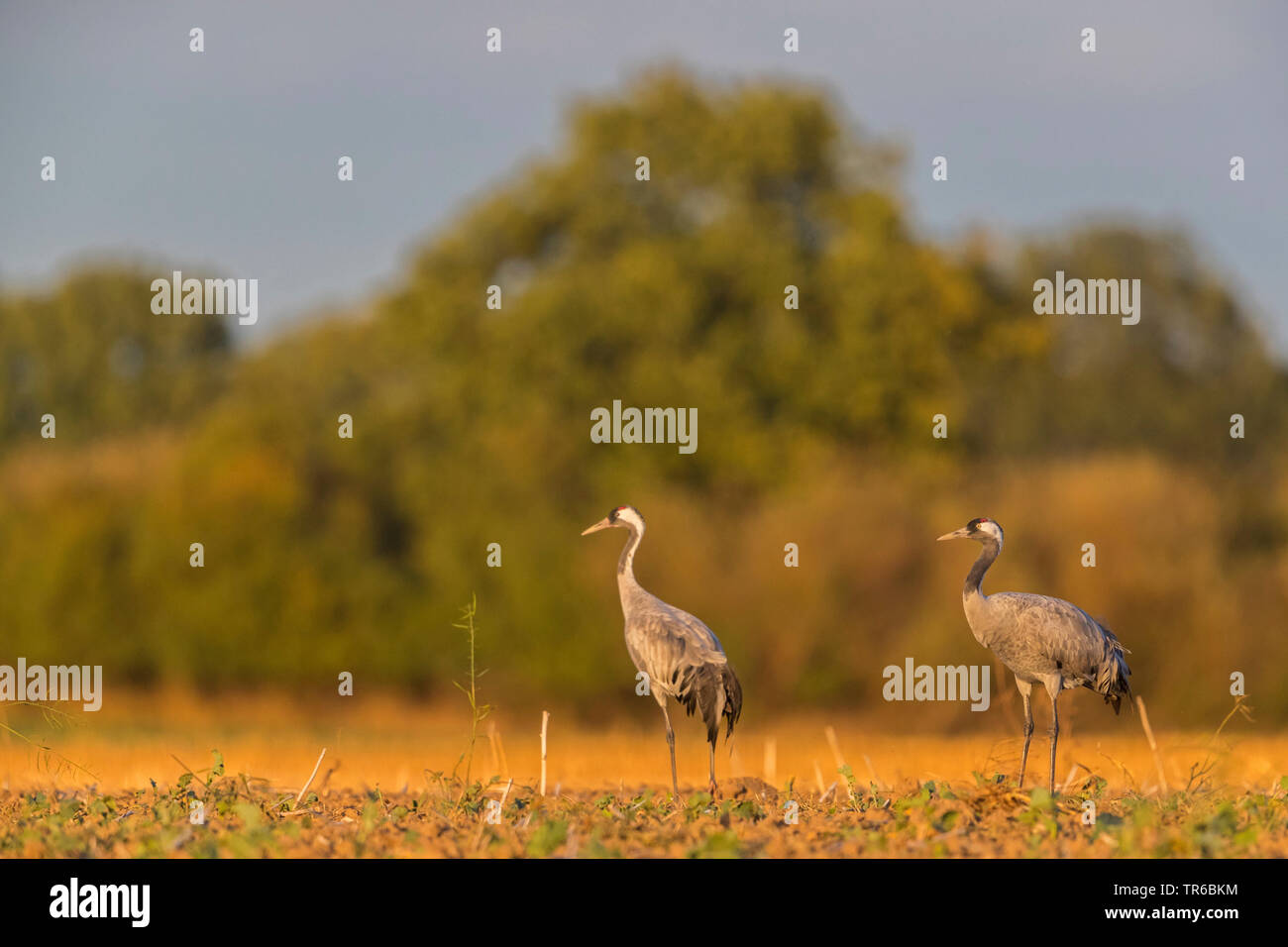 Kranich, Eurasische Kranich (Grus Grus), zwei Personen auf dem Boden, Deutschland, Mecklenburg-Vorpommern, Nationalpark Vorpommersche Boddenlandschaft Stockfoto