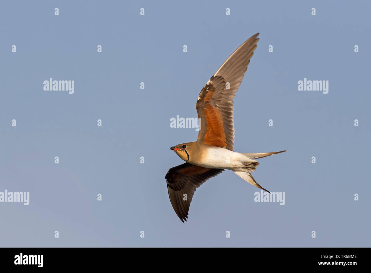 (Glareola pratincola collared pratincole), Fliegende, Israel Stockfoto