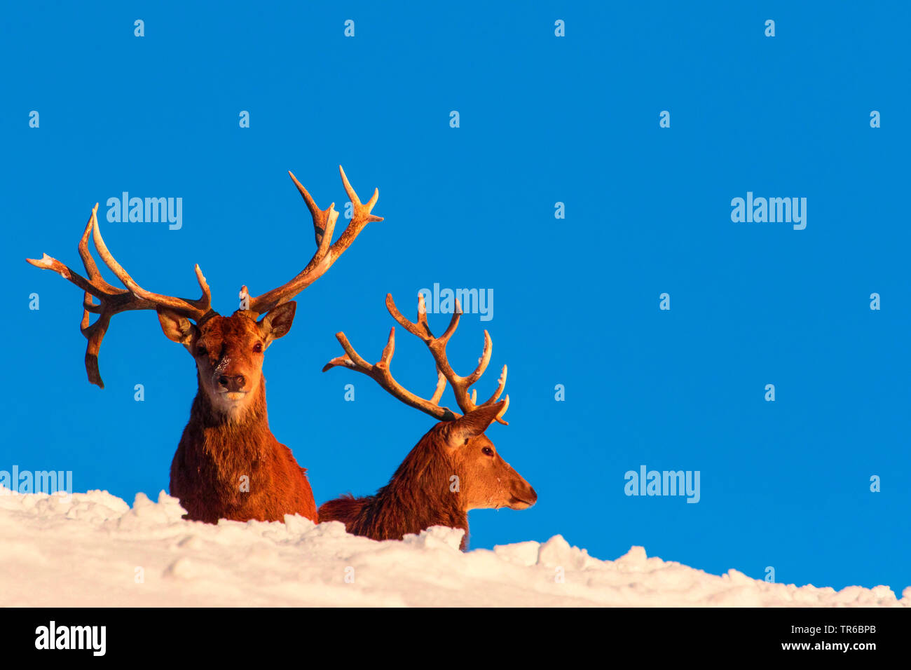 Red Deer (Cervus elaphus), zwei Rotwild Hirsche in der winterlichen Landschaft stehend, Österreich, Vorarlberg, Bregenzerwald Stockfoto