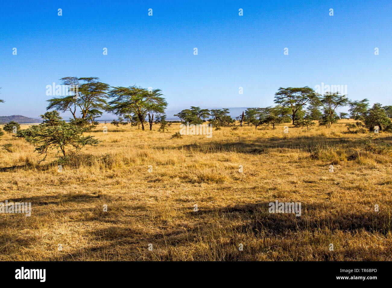 Savanne, Kenia, Lake Nakuru National Park Stockfoto