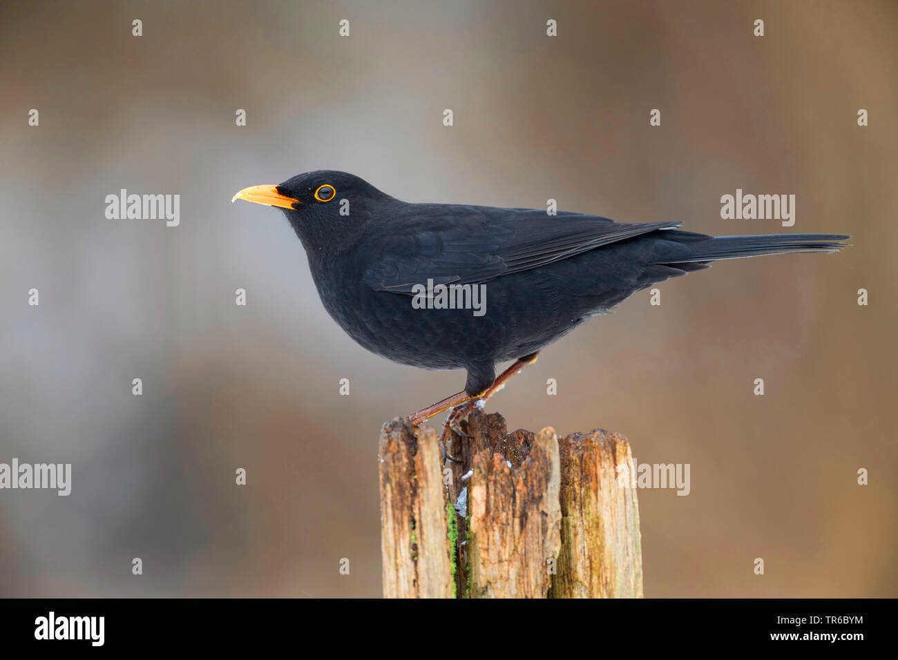 Amsel (Turdus merula), male auf einem Baum Baumstumpf, Deutschland Stockfoto