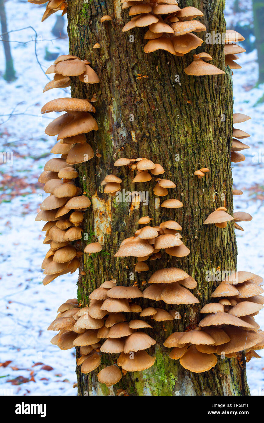 Oyster mushroom (Pleurotus ostreatus), an einen Baumstamm, Deutschland Stockfoto