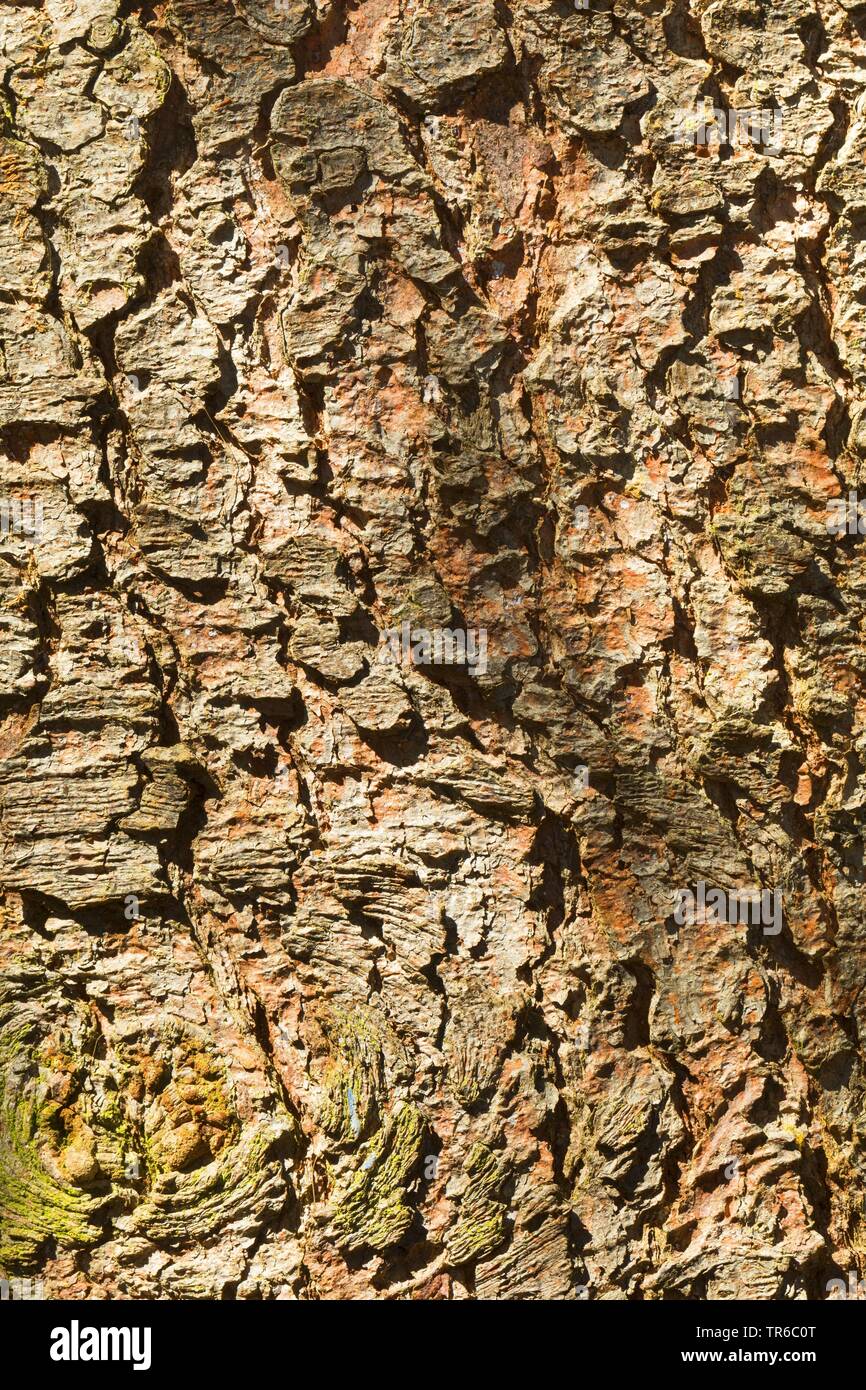 Die Fichte (Picea abies), Rinde, Deutschland Stockfoto