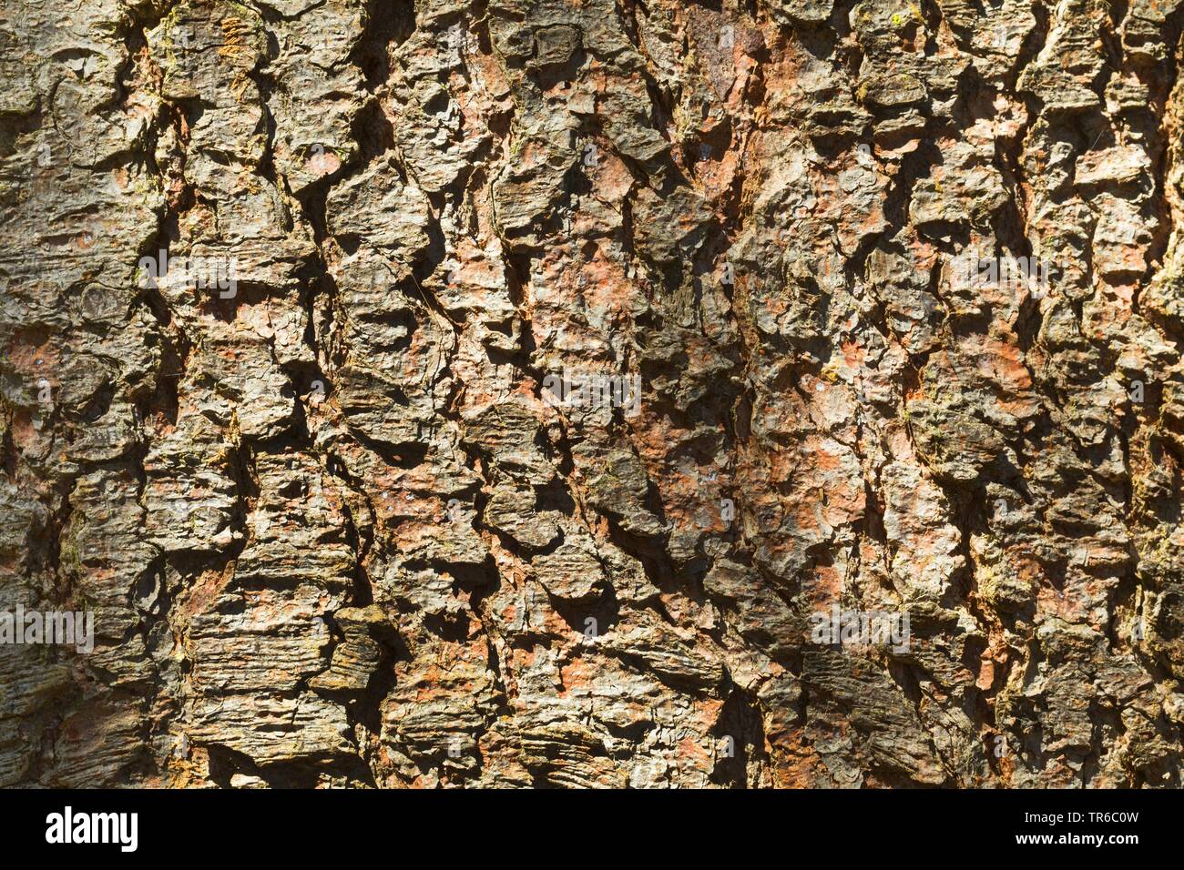 Die Fichte (Picea abies), Rinde, Deutschland Stockfoto