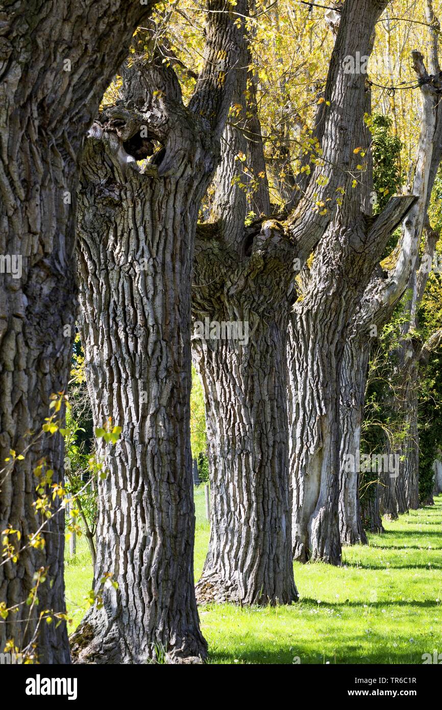 Kanadische Pappel (Populus x canadensis), Gänge von Pappeln, Deutschland Stockfoto