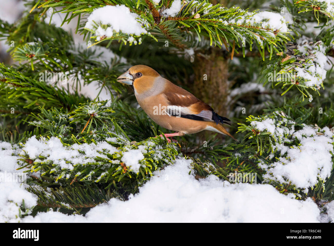 (Hawfinch Coccothraustes coccothraustes), männlich Sitzen auf einem schneebedeckten Tannen Zweig, Seitenansicht, Deutschland, Bayern Stockfoto