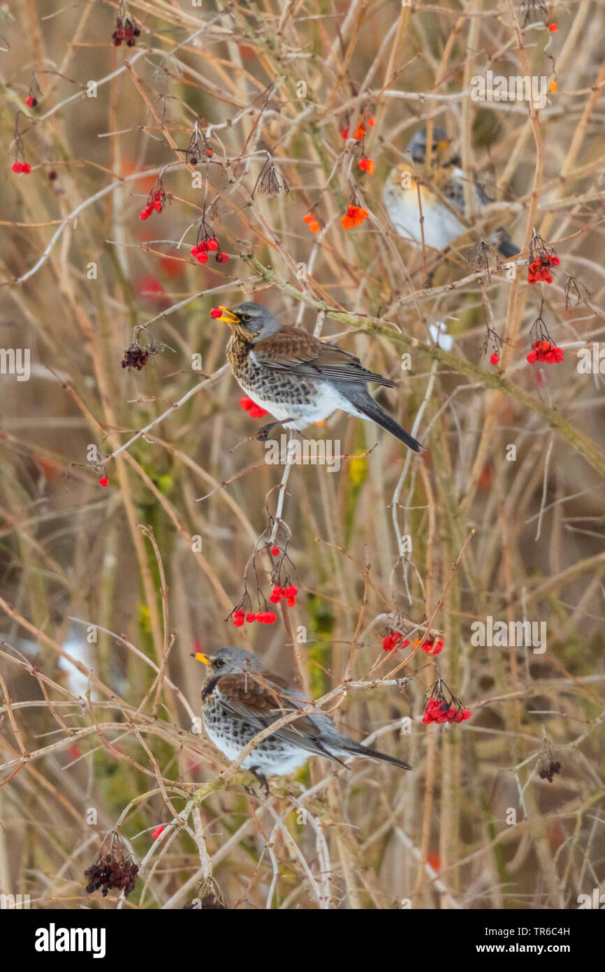 Wacholderdrossel (Turdus pilaris), fieldfares Essen Beeren Der Gefüllte Schneeball - Rose, Seitenansicht, Deutschland, Bayern, Isental Stockfoto