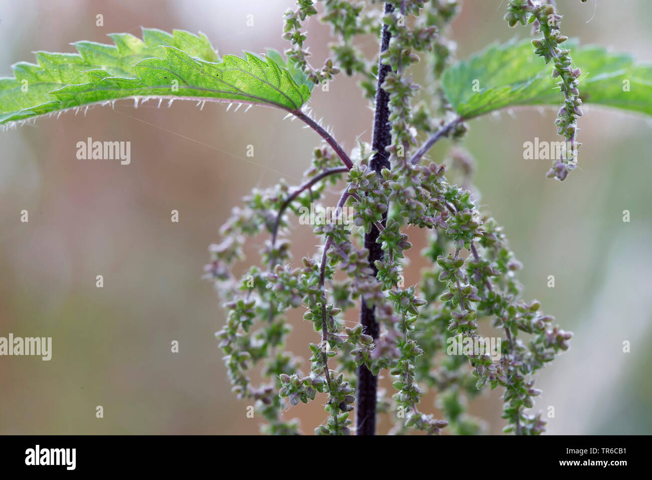 Brennnessel (Urtica dioica), Blütenstände, Deutschland, Bayern Stockfoto