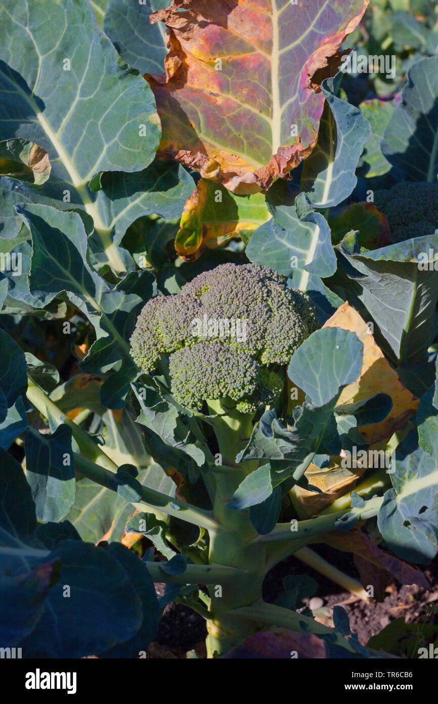 Italienische Brokkoli sprouting Brokkoli (Brassica oleraceae var. italica), Brokkoli Feld, Deutschland, Bayern Stockfoto