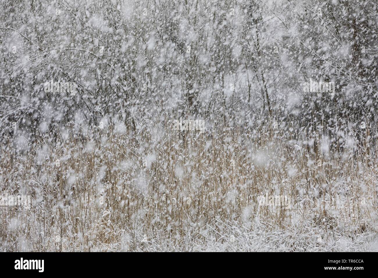 Schneegestöber, Deutschland Stockfoto
