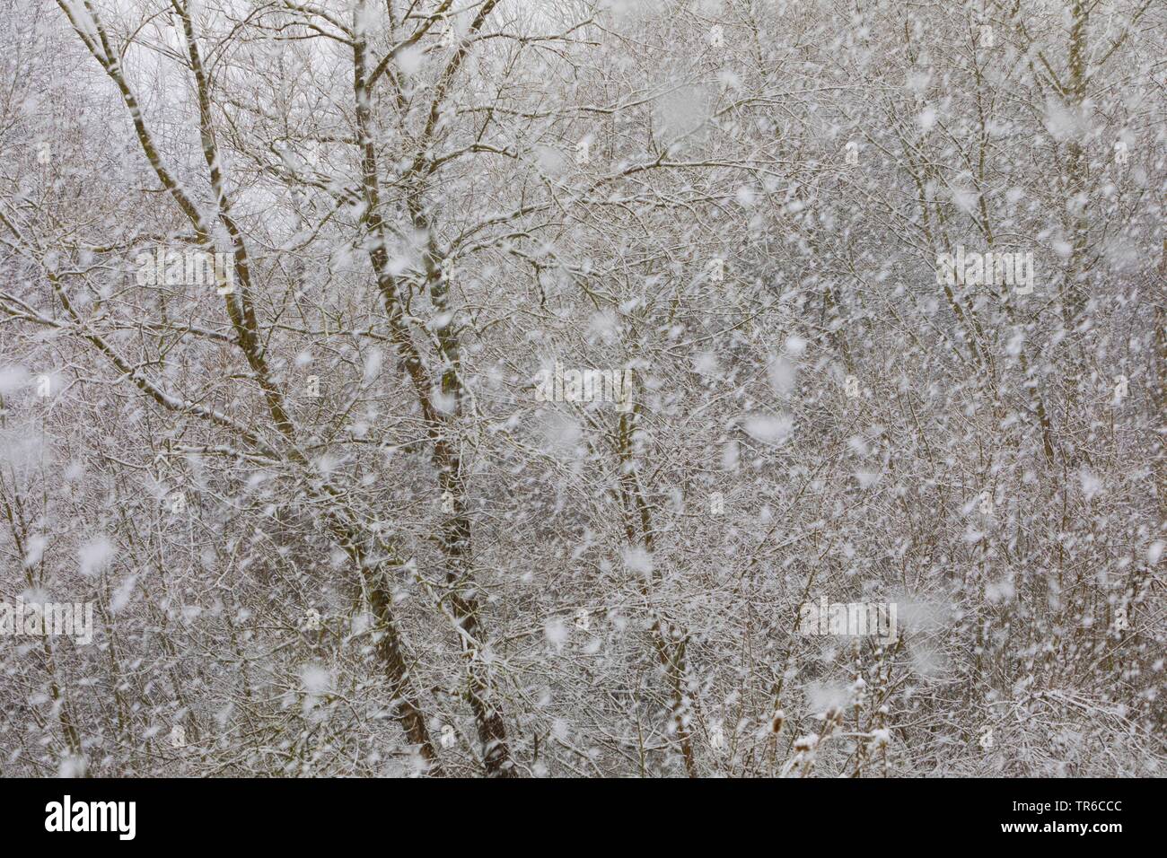 Schneegestöber, Deutschland Stockfoto