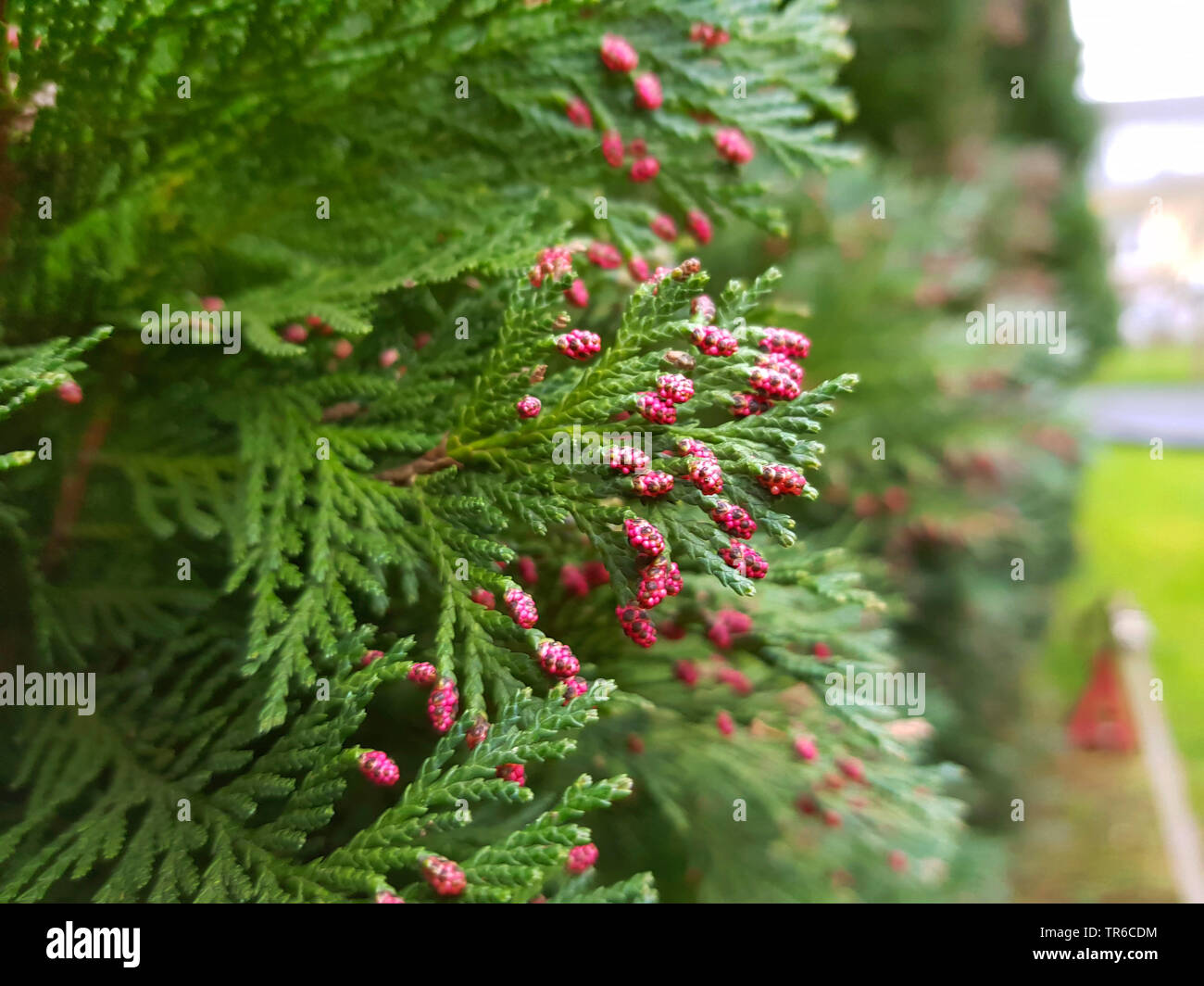 Lawson Zypresse, Port Orford Zeder (Chamaecyparis lawsoniana), Pollen, Kegel, Deutschland Stockfoto
