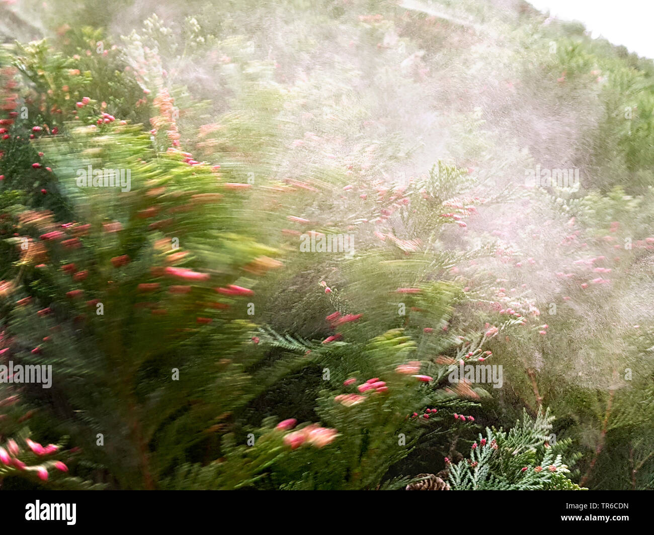 Lawson Zypresse, Port Orford Zeder (Chamaecyparis lawsoniana), Bestäubung, einer fals Zypresse, Deutschland Stockfoto