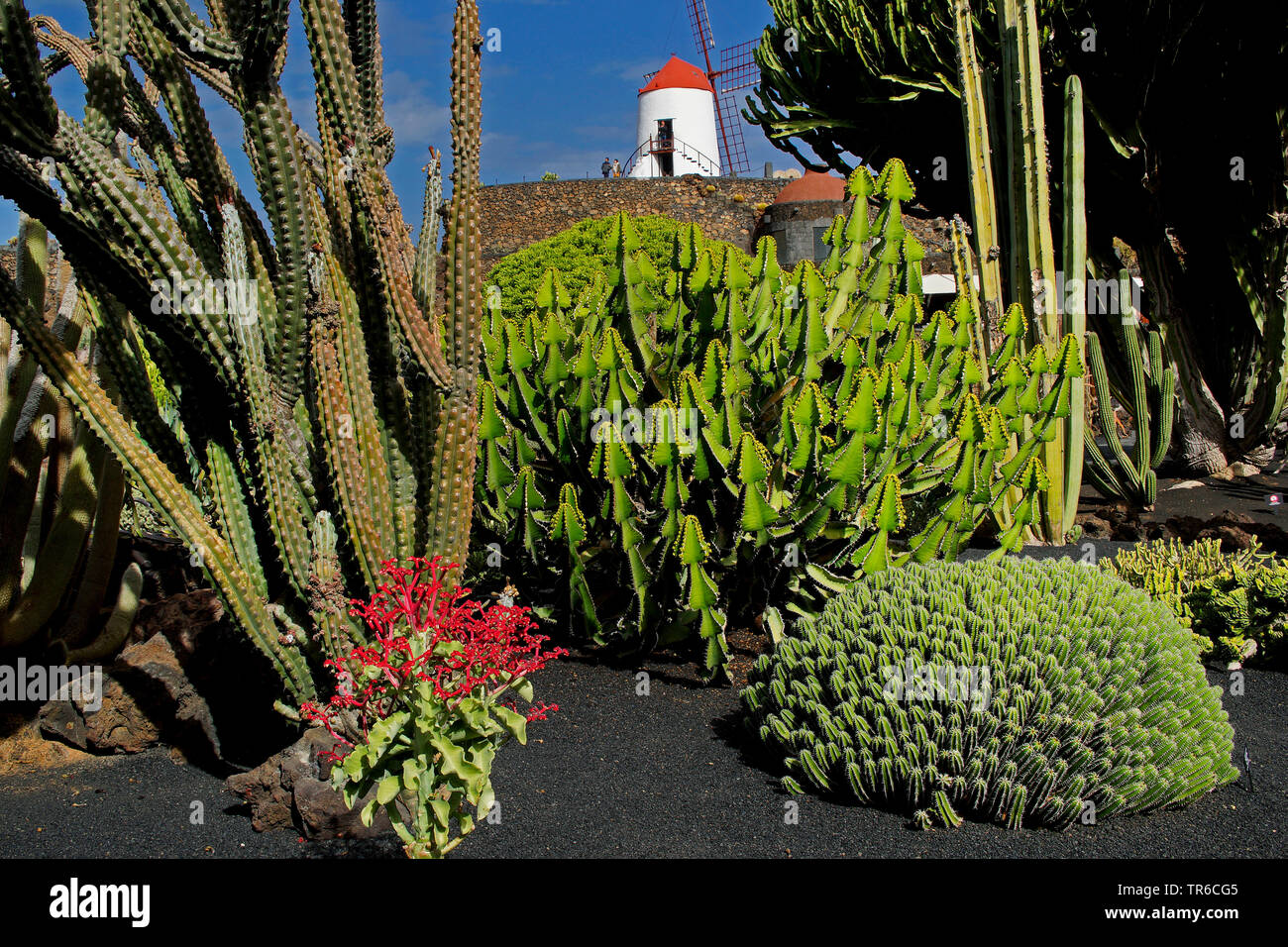 Spurges in einem Garten von einem Wind Mill, Kanarische Inseln, Lanzarote Stockfoto
