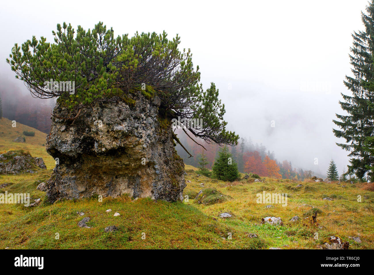 Mountain Pine, Mugo Pine (Pinus mugo), wächst auf einem Felsen, Österreich, Tirol, großer Ahornboden Stockfoto