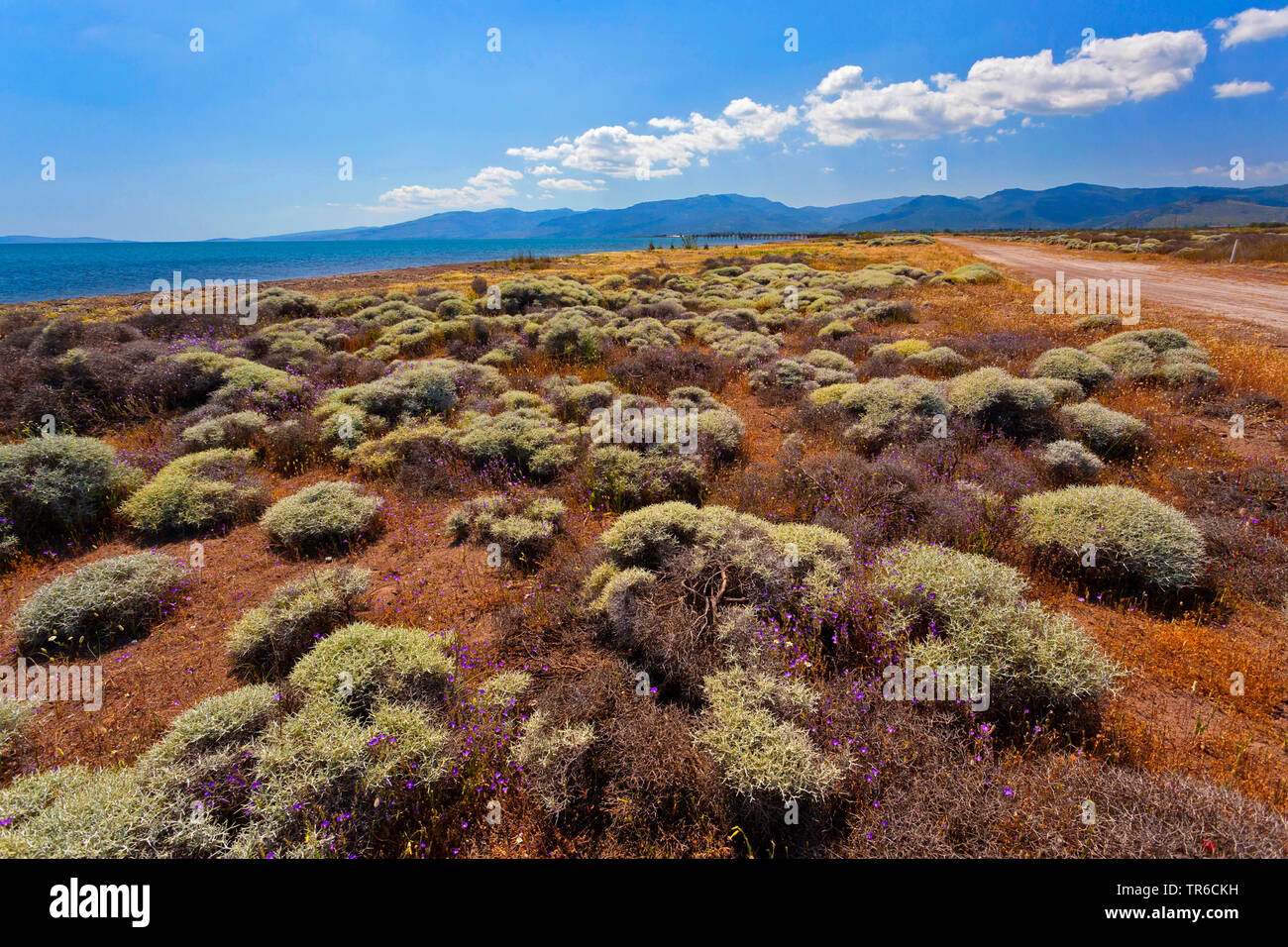 Pflanzen in der Nähe von Strand, Bucht von Kaloni, Mytilini, Lesbos, Griechenland, Ägäis Stockfoto