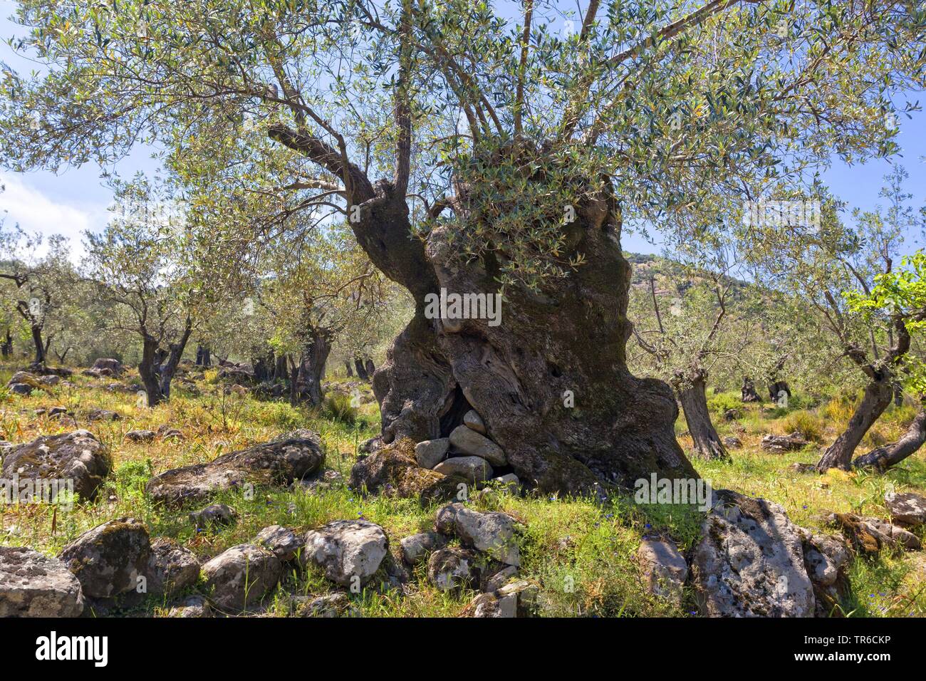 Olivenbaum (Olea europaea), knorrigen Olivenbaum in einem Olivenhain, Griechenland, Lesbos, Mytilene Stockfoto