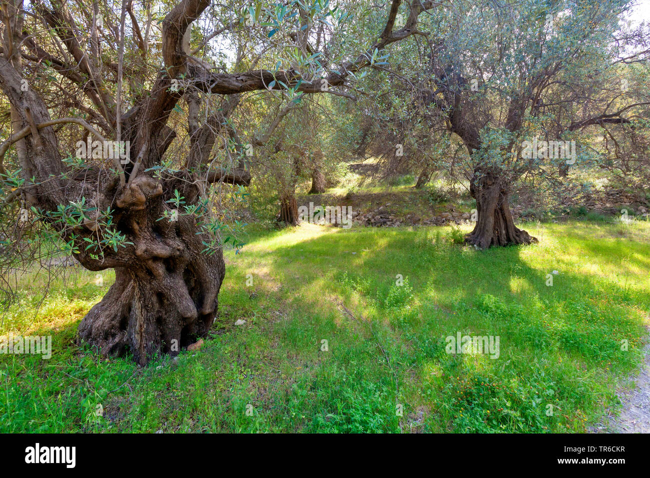 Olivenbaum (Olea europaea), knorrigen Olivenbäumen in einem Olivenhain, Griechenland, Lesbos, Mytilene Stockfoto