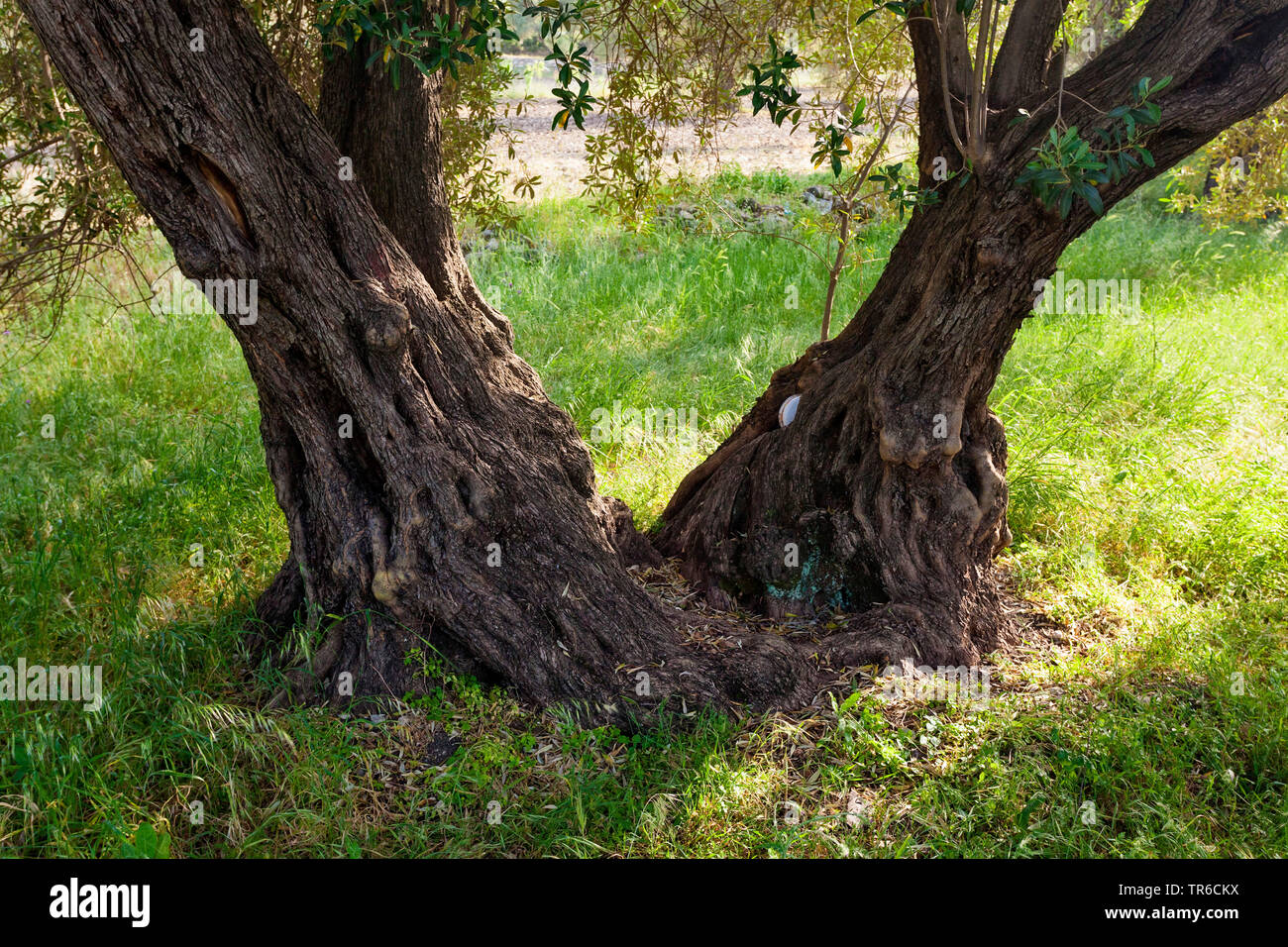 Olivenbaum (Olea europaea), zwei Olivenbume zusammen gewachsen,  Griechenland, Lesbos, Mytilene Stockfotografie - Alamy