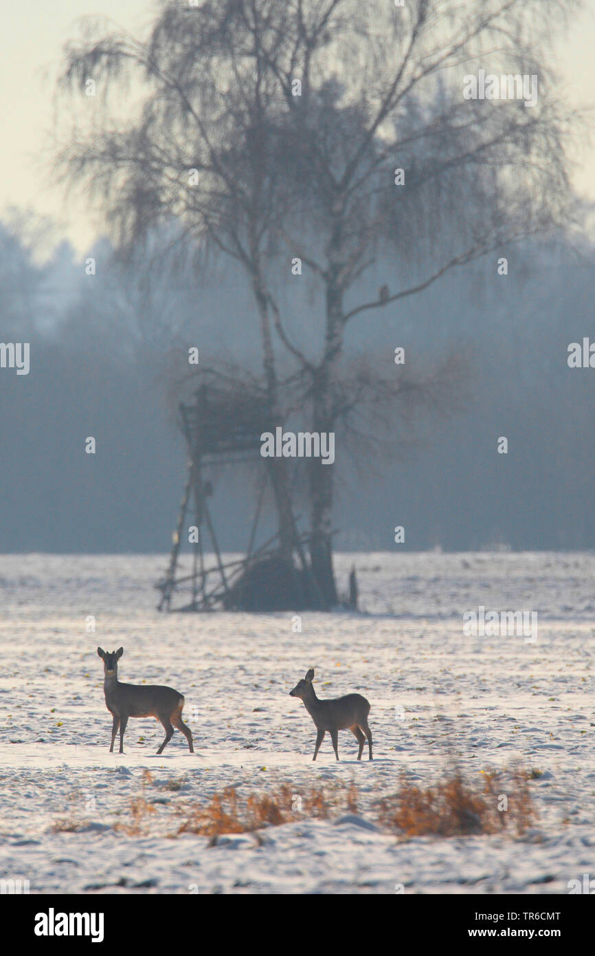 Reh (Capreolus capreolus), zwei Rehe im winterlichen Ackerland, Deutschland, Bayern Stockfoto