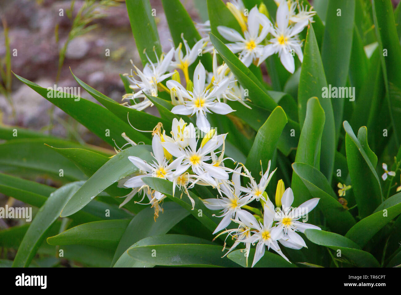 Star Lilly, illyrische Seelilie (Pancratium illyricum), blühende, Italien, Sardinien Stockfoto