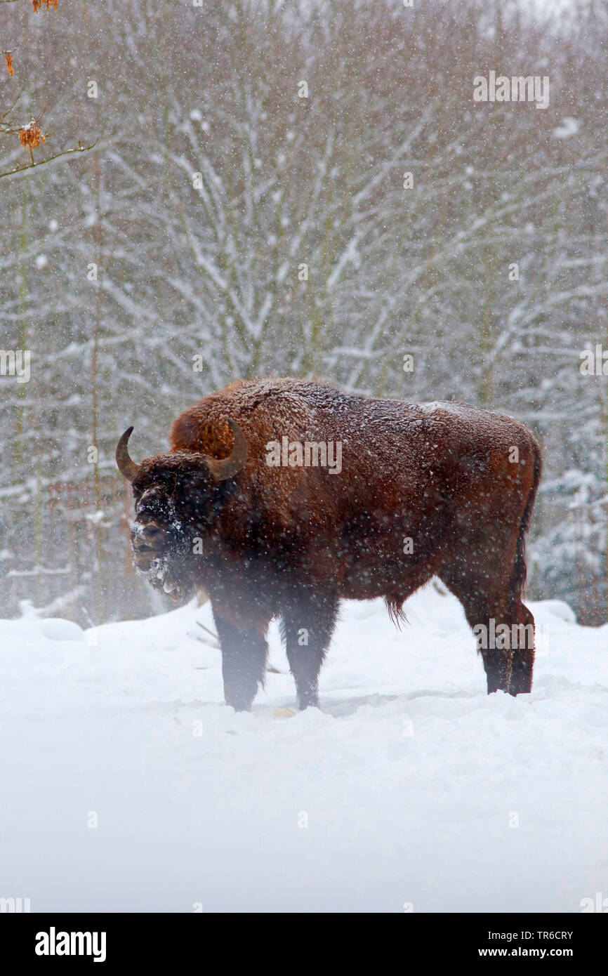 Europäische Bison, Wisent (Bison bonasus Caucasicus), stehend im Schnee, Seitenansicht, Deutschland Stockfoto