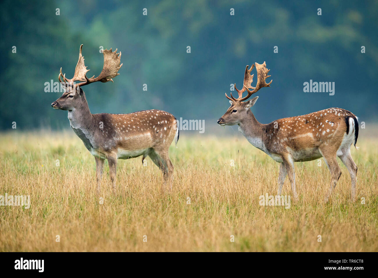 Damwild (Dama Dama, Cervus dama), zwei Böcke in Gras stehend, Dänemark, Klamptenborg Stockfoto