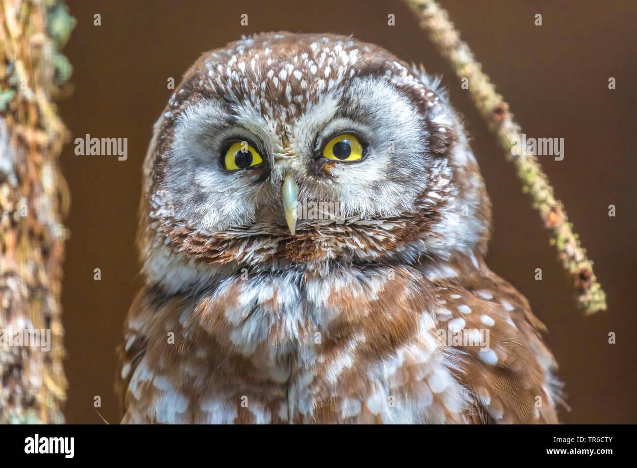 Boreal Eule, Tengmalm's Owl, Richardson's Owl (Aegolius funereus), Porträt, Deutschland, Bayern Stockfoto
